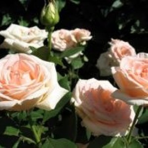 Саженец чайно-гибридной розы Осиана