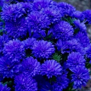 Астра Роял Блю