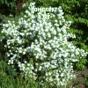 Комплект 5шт / Чубушник (жасмин садовый) Букет Бланк: фото и описание