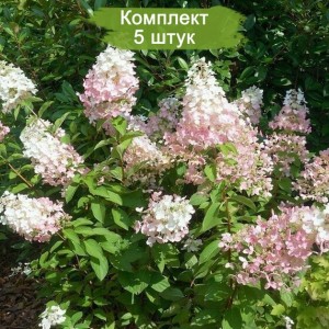 Комплект 5шт / Гортензия Конфетти (Confetti) (метельчатая)