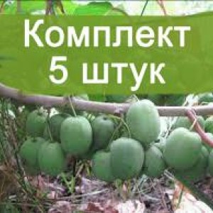 Комплект 5шт / Облепиха Жемчужина