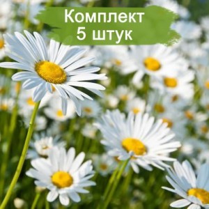 Комплект 5шт / Ромашка нивяник обыкновенный (Предзаказ)