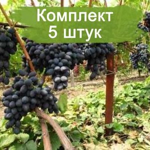 Комплект 5шт / Виноград Аленушка - Кишмиш (Средний/Черный)