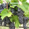 Комплект 5шт / Виноград Альминский: фото и описание