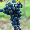 Комплект 5шт / Виноград Амур: фото и описание