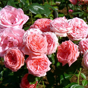 Саженец розы флорибунды Кимоно