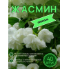 Жасмин / саженцы оптом 40 шт