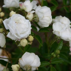 Саженец полиантовой розы Ивонна Райбер (Yvonne Rabier)