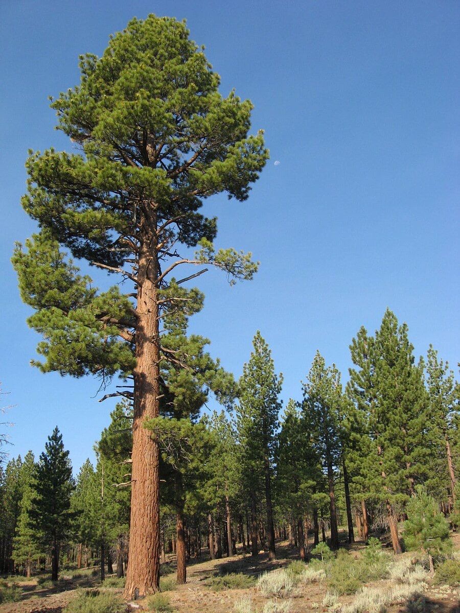 Сосна обыкновенная Pinus Sylvestris l